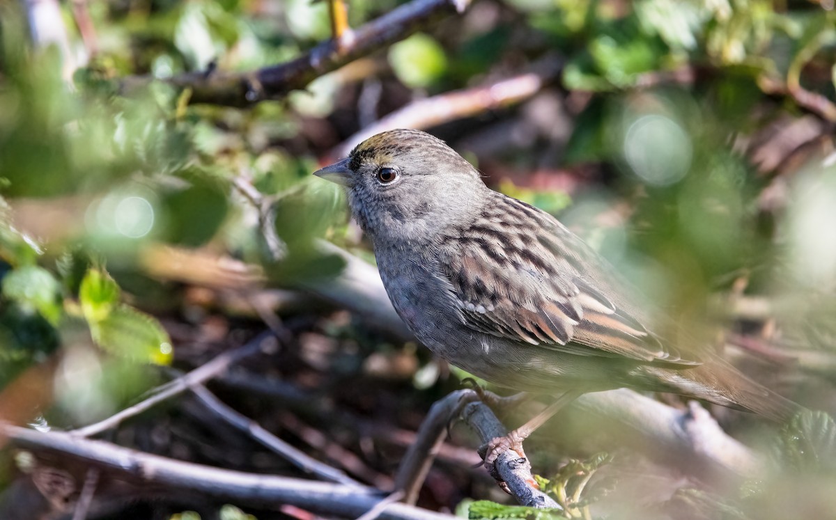 Golden-crowned Sparrow - ML373373551