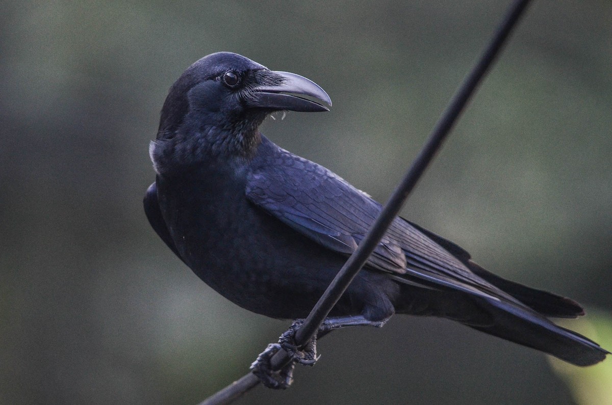 Large-billed Crow - ML37337831