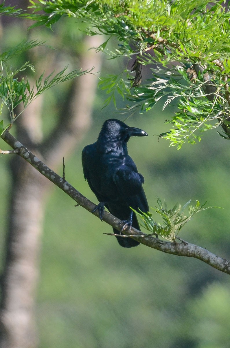 Large-billed Crow (Indian Jungle) - Nikolaj Mølgaard Thomsen