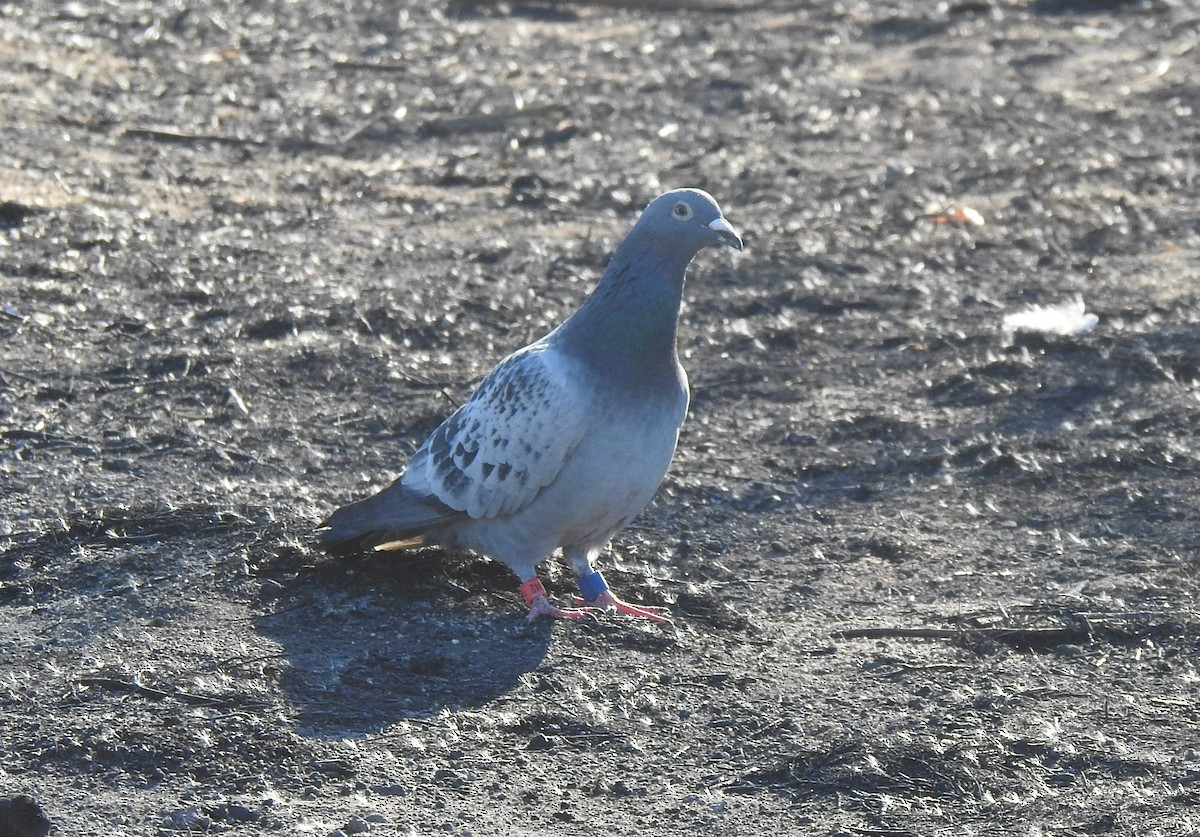 Rock Pigeon (Feral Pigeon) - ML373382061