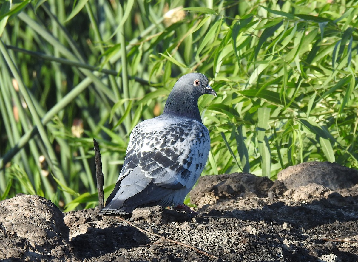 Rock Pigeon (Feral Pigeon) - ML373382071