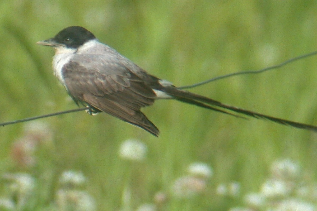 Fork-tailed Flycatcher - ML37338941