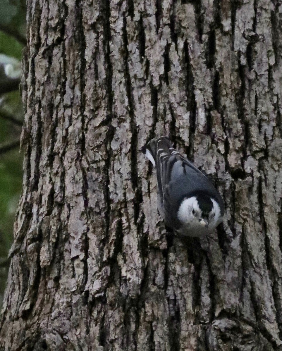 White-breasted Nuthatch - ML373390811