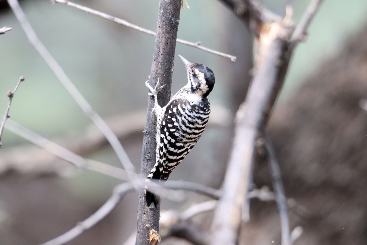 Ladder-backed Woodpecker - Diana Spangler