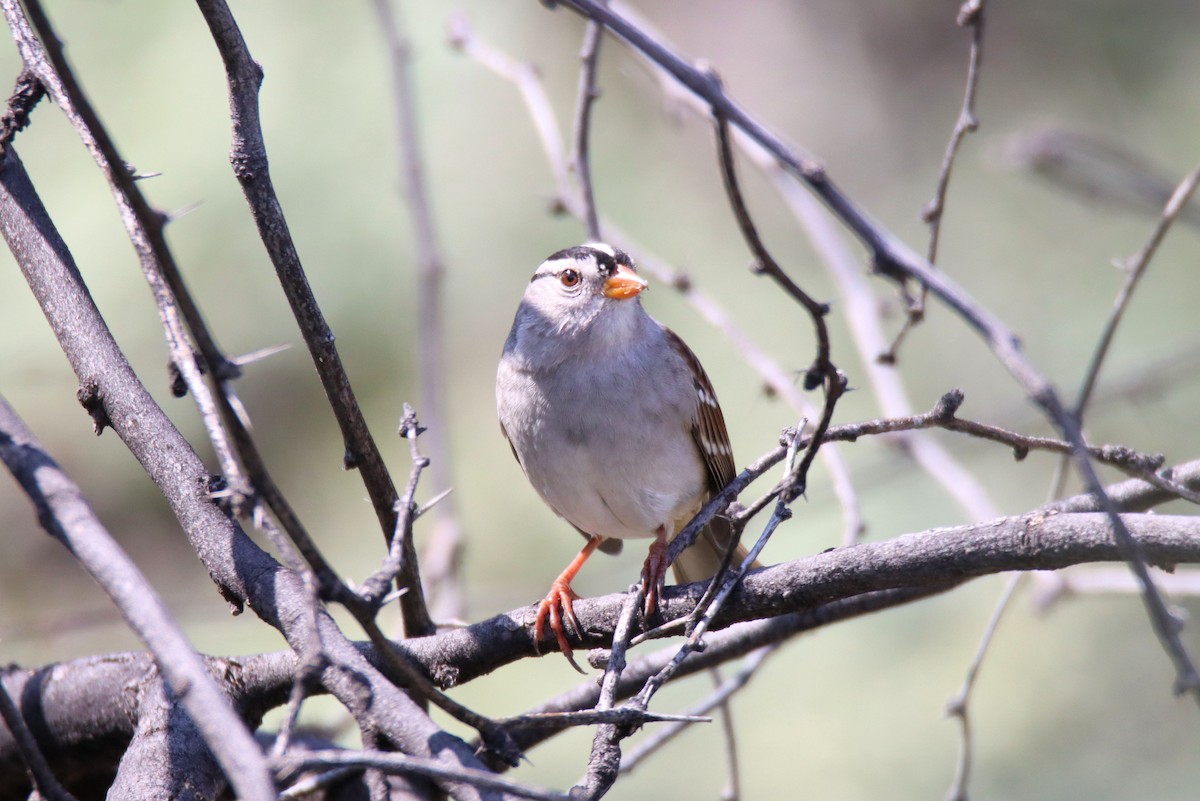 White-crowned Sparrow - ML373395141