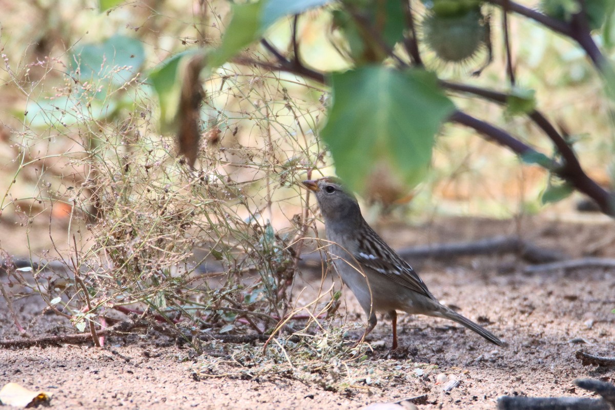 White-crowned Sparrow - ML373395161