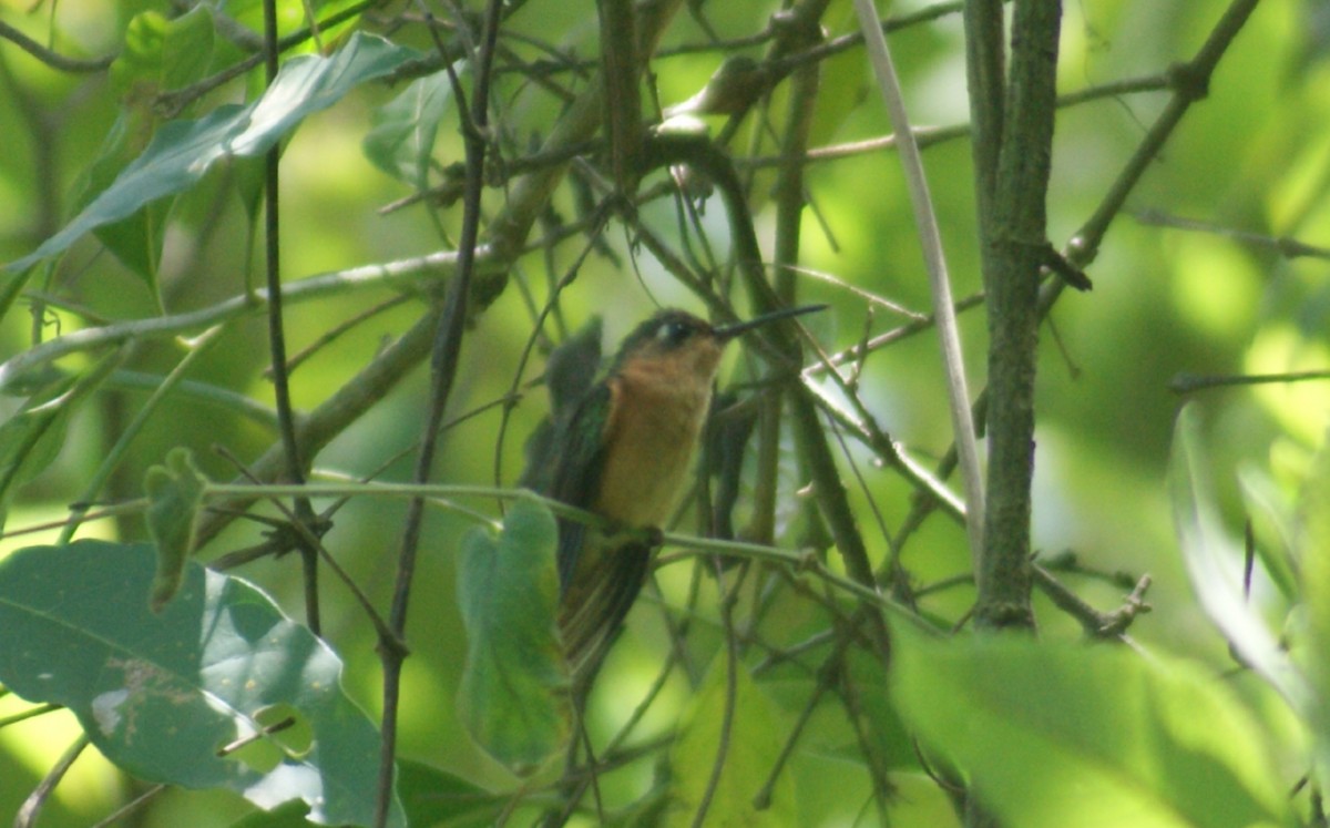 kolibřík pestroocasý - ML373395181