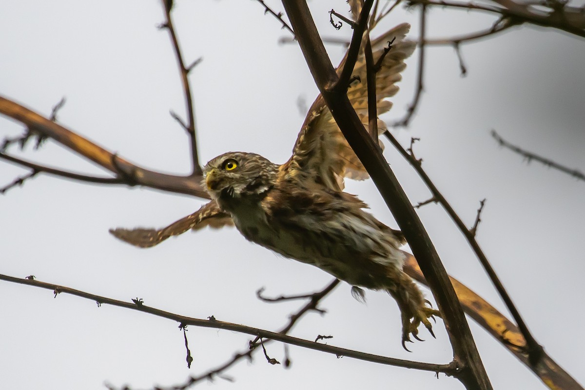 Peruvian Pygmy-Owl - Cris Heins