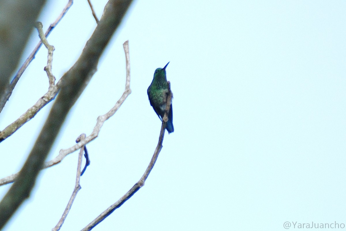 Mavi Gıdılı Kolibri - ML373397751