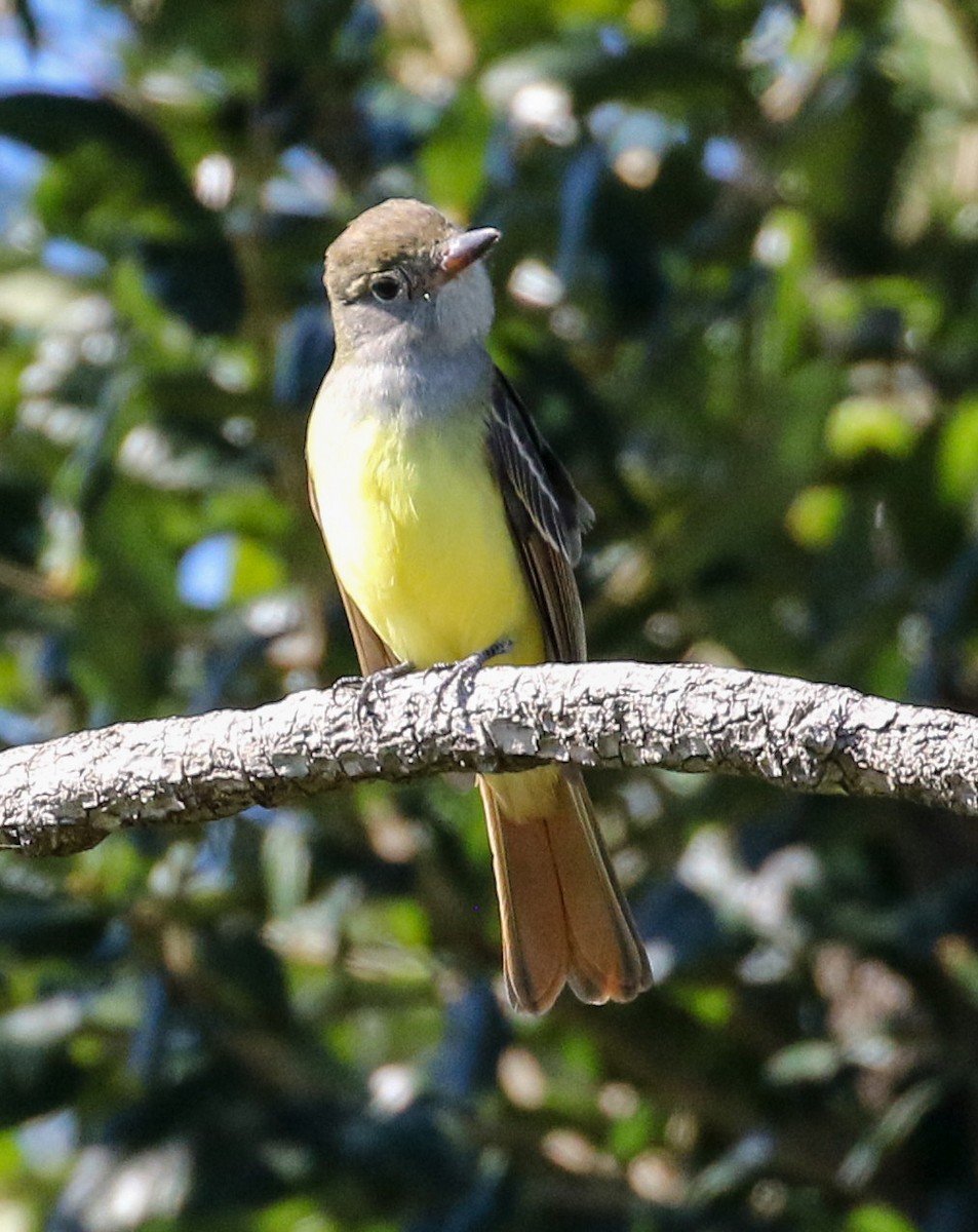 Great Crested Flycatcher - Brad Price