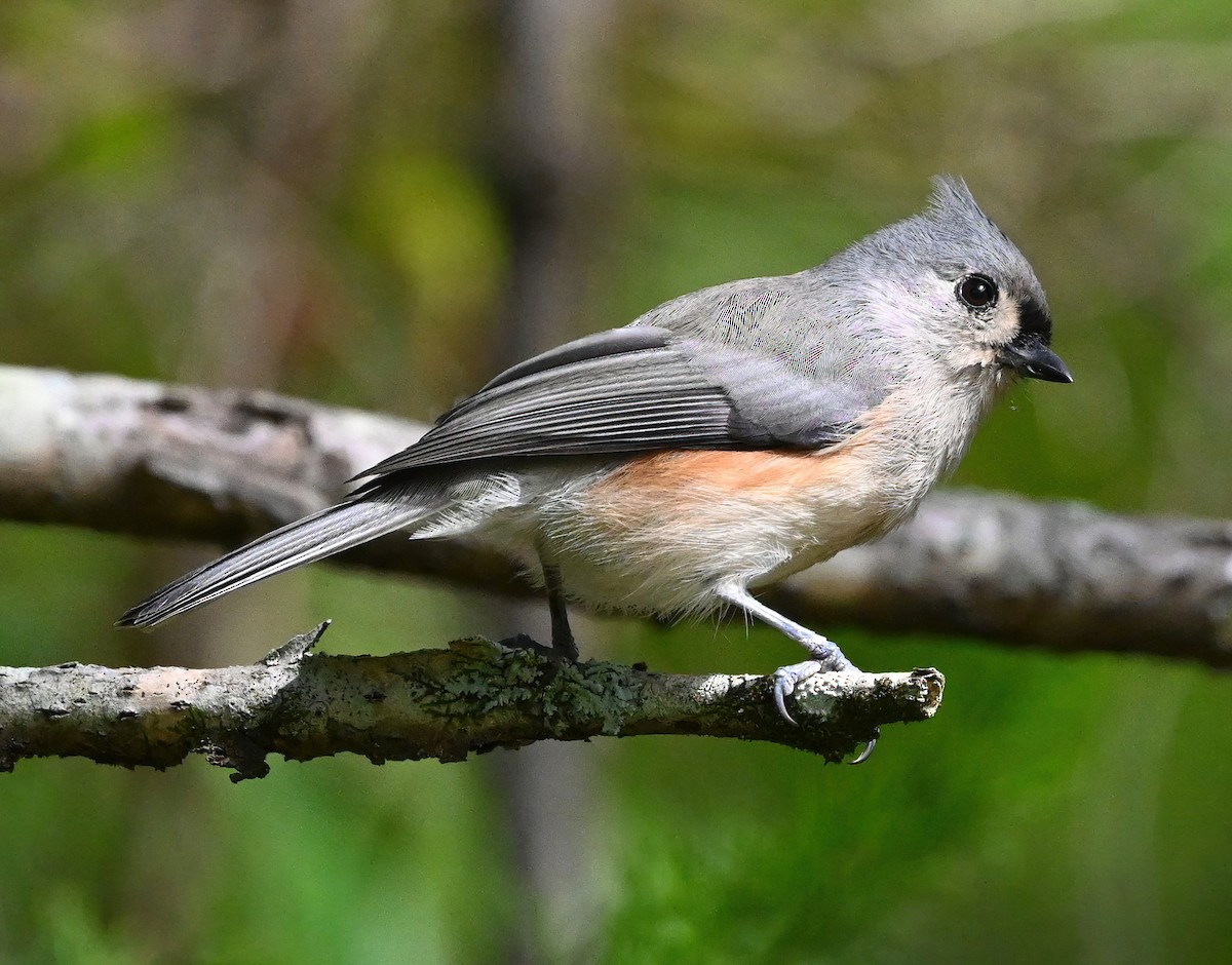 Tufted Titmouse - Ann Stinely