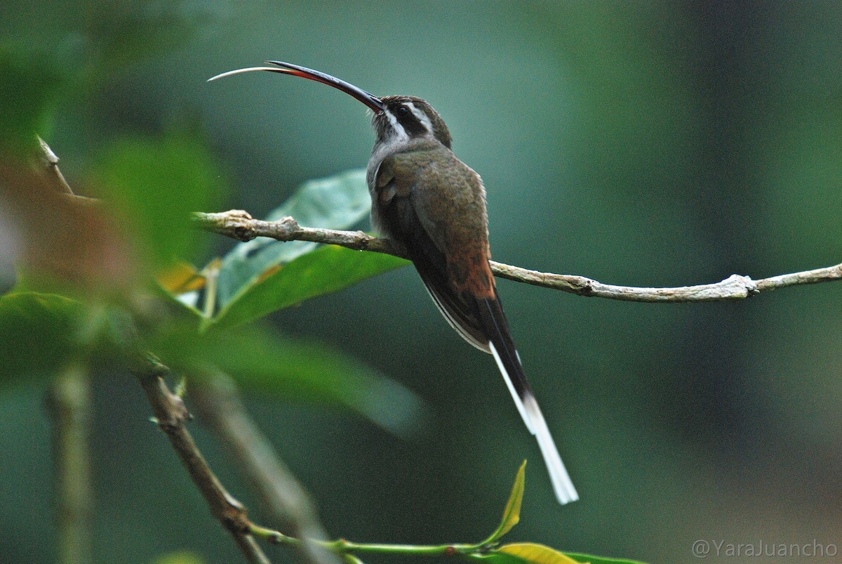 Sooty-capped Hermit - ML373407831