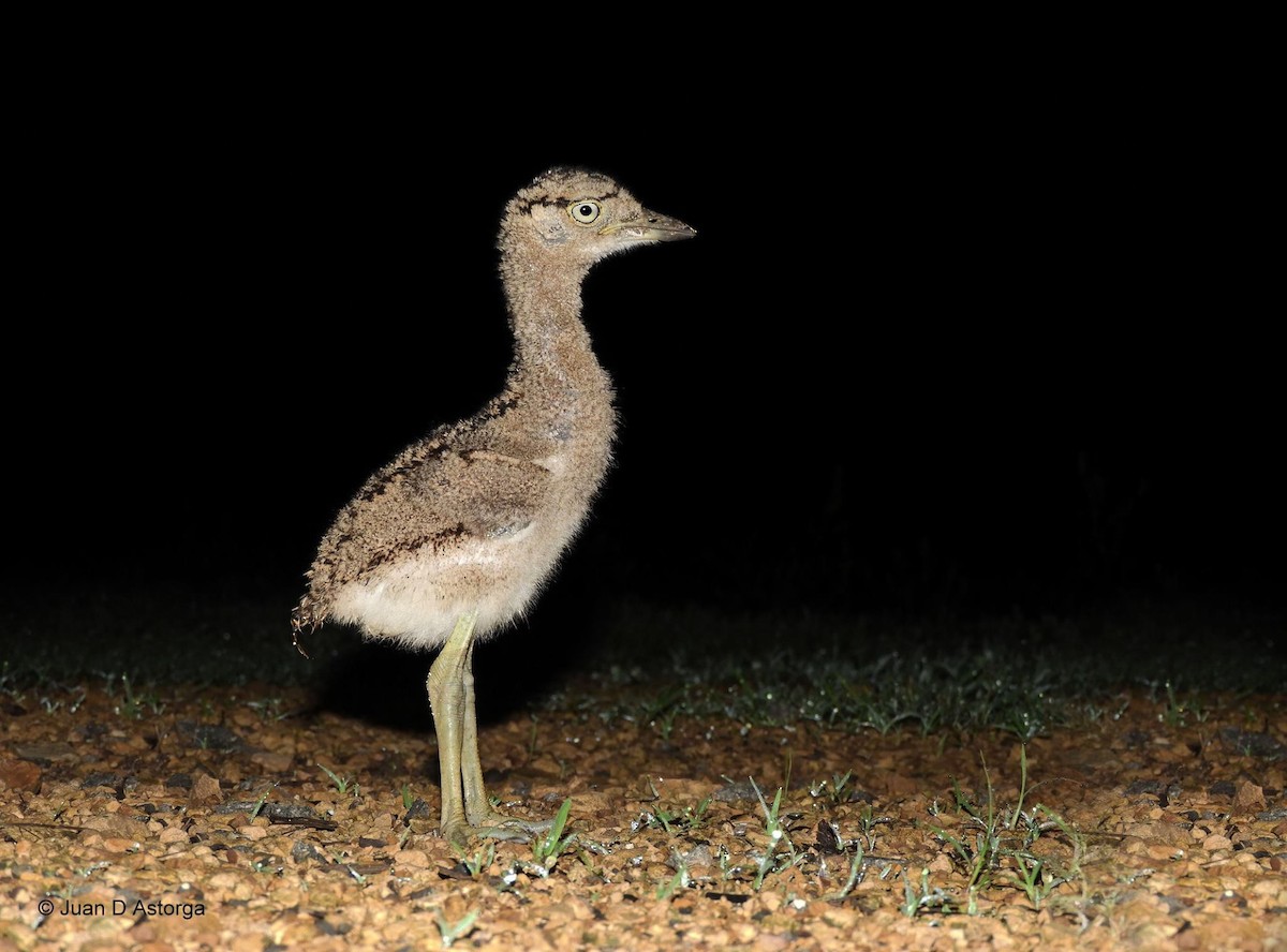 Double-striped Thick-knee - ML373407841