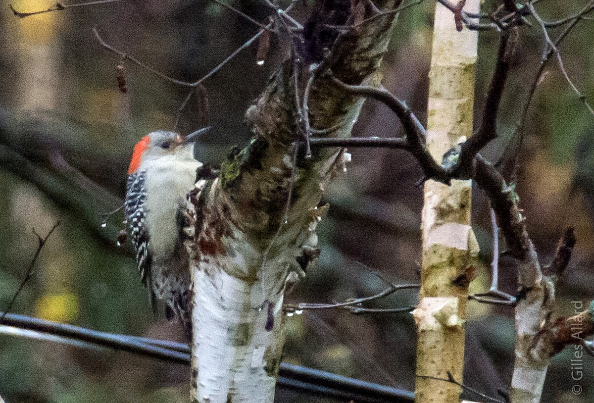 Red-bellied Woodpecker - ML37341111