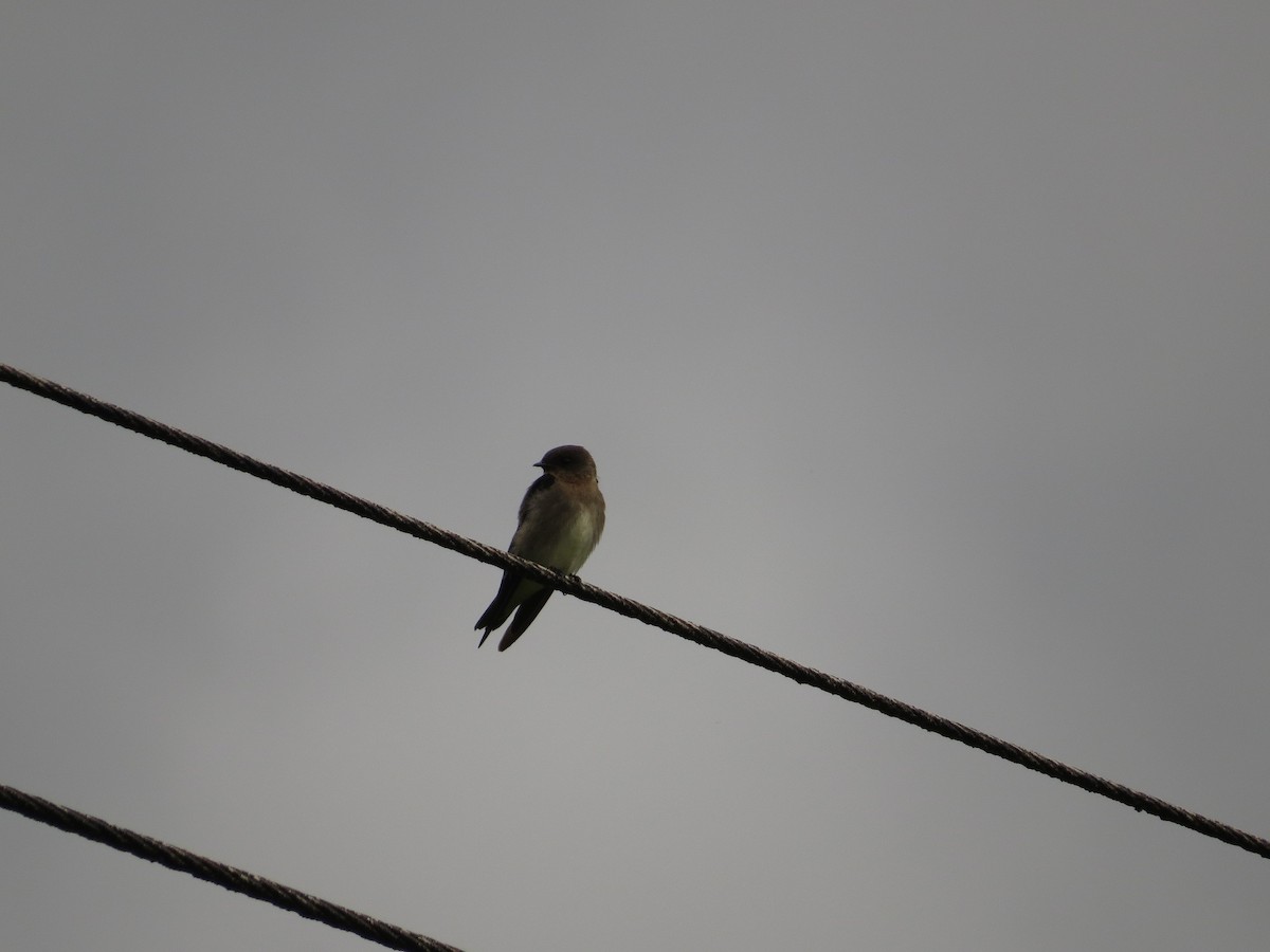 Southern Rough-winged Swallow - ML37341241