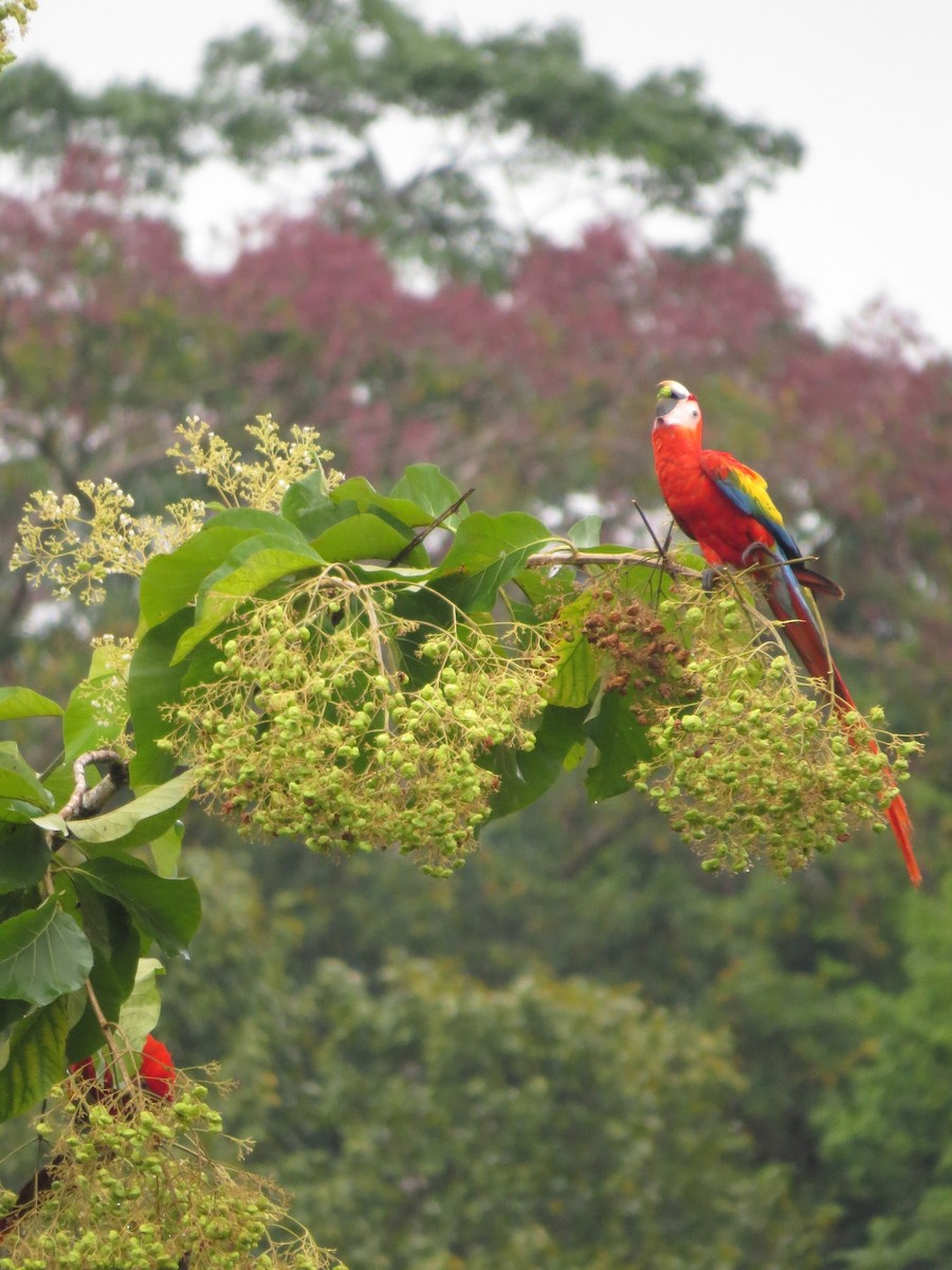 Scarlet Macaw - ML37341571