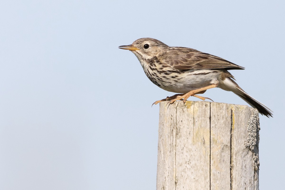 Meadow Pipit - ML373418531