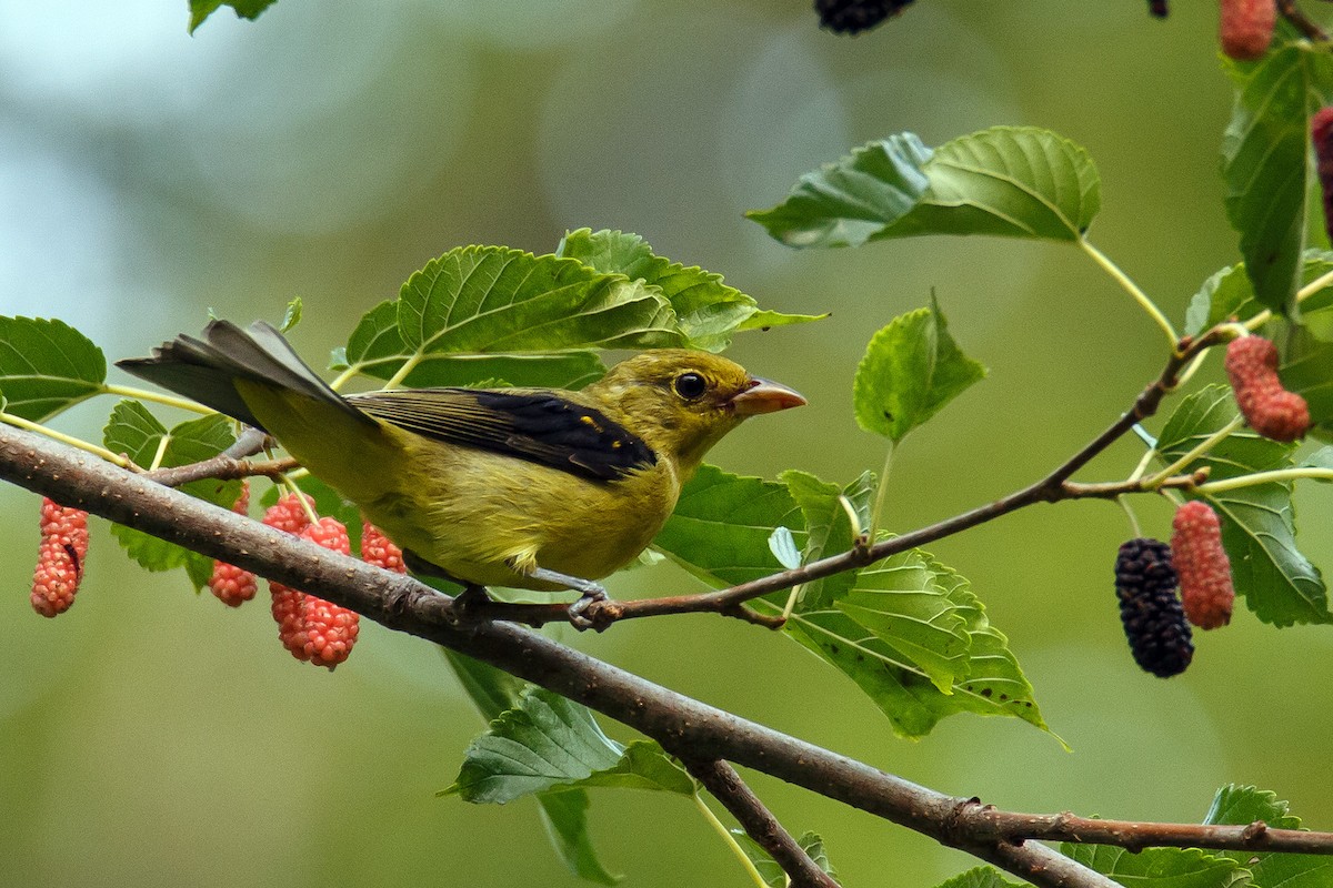 Scarlet Tanager - ML373426351