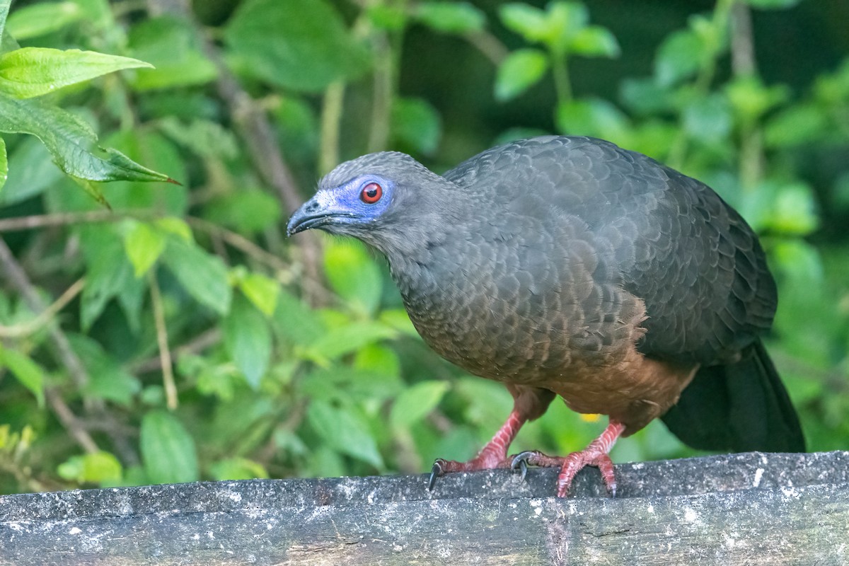 Sickle-winged Guan - ML373426901