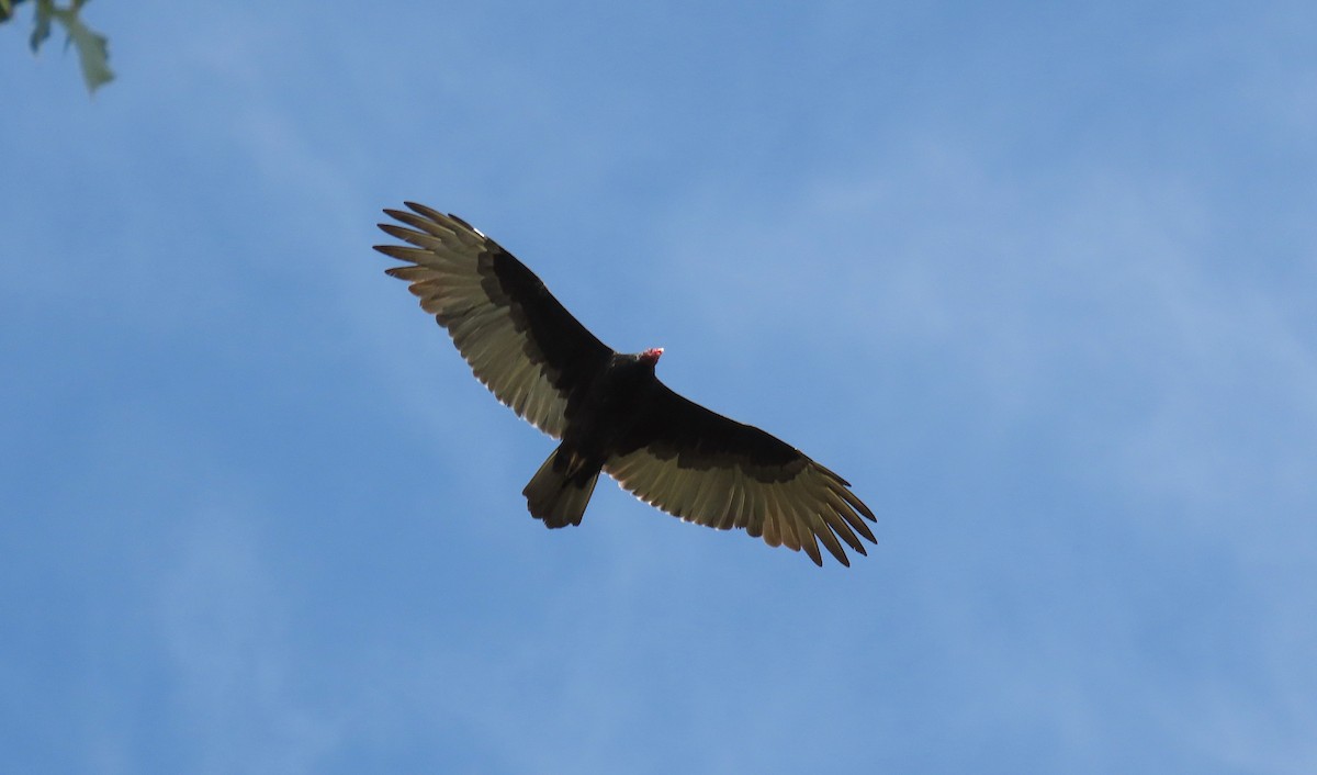 Turkey Vulture - Ted Floyd