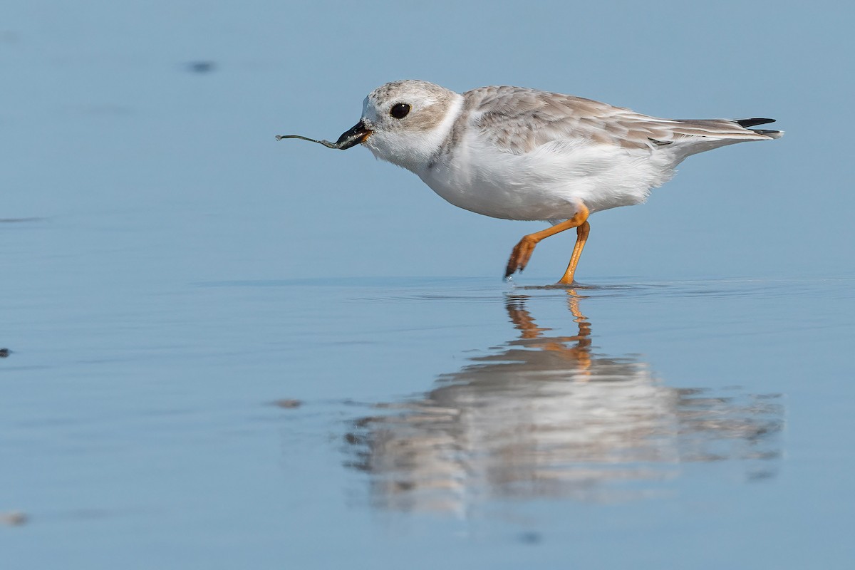 Piping Plover - Phil Chaon