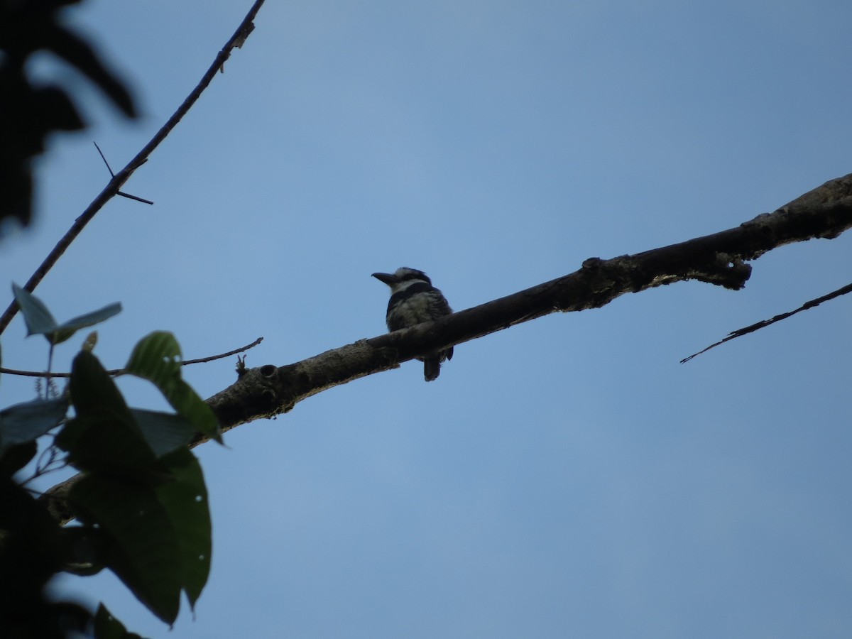 White-necked Puffbird - ML37343501