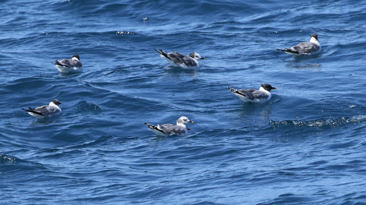 ML373442621 - Sabine's Gull - Macaulay Library