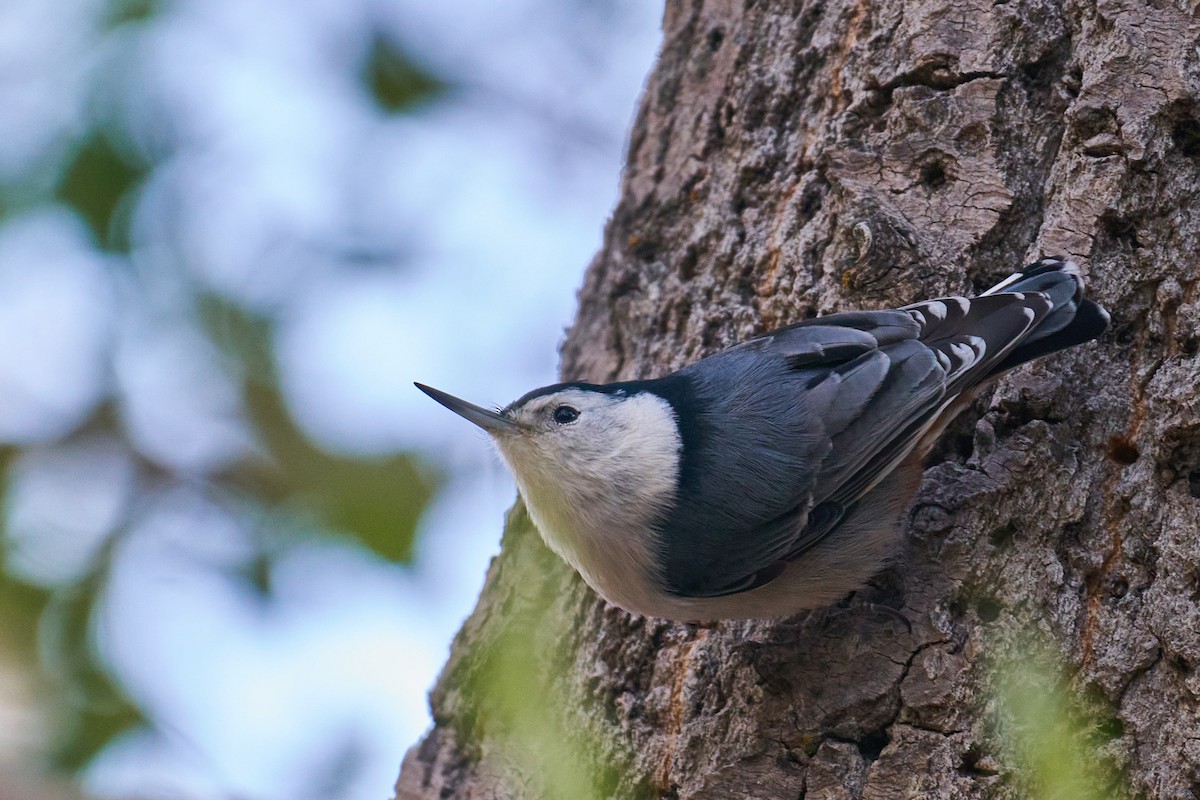 White-breasted Nuthatch - ML373444441