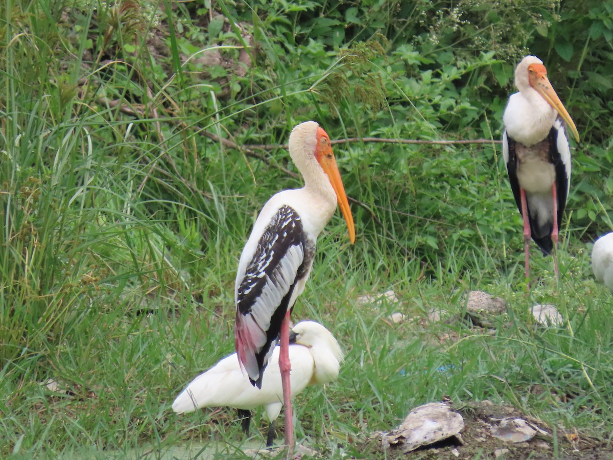 Painted Stork - Rujuta Vinod