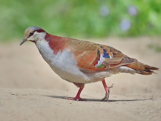  - Brush Bronzewing