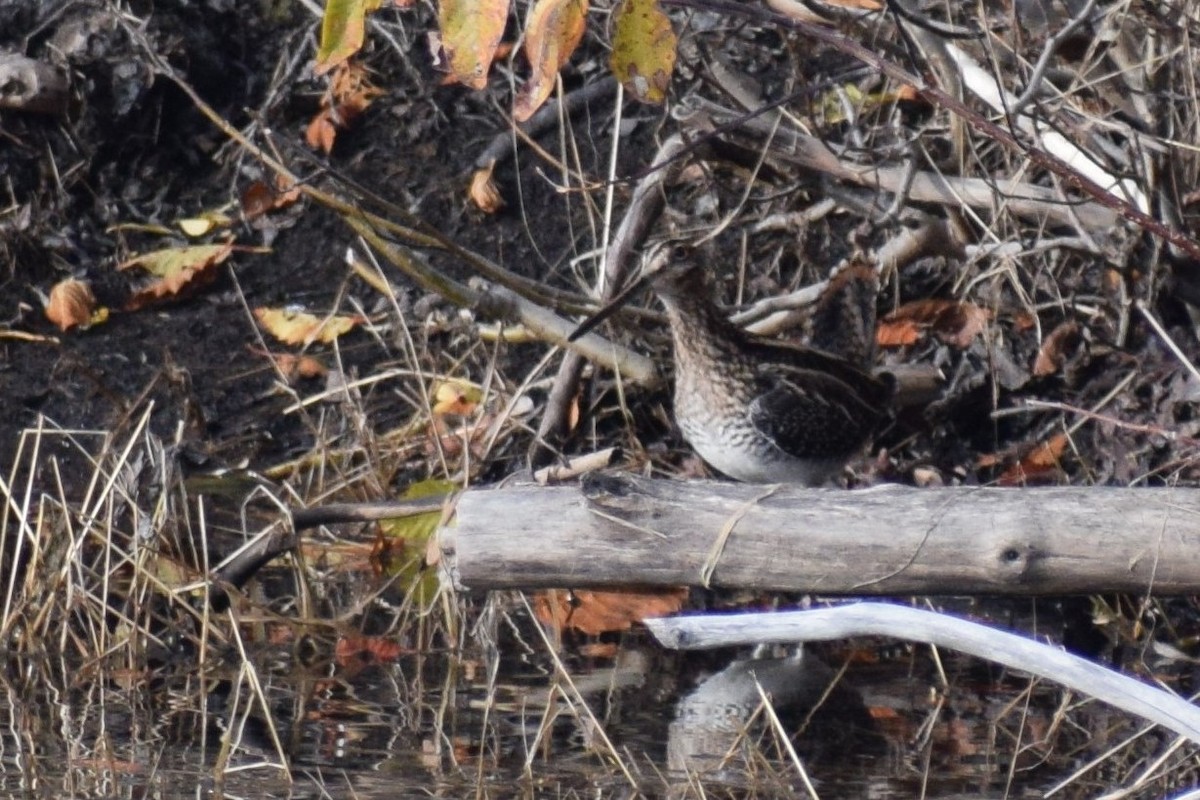 Wilson's Snipe - Syd Cannings