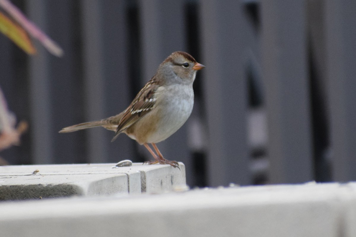 White-crowned Sparrow (Gambel's) - ML373451841