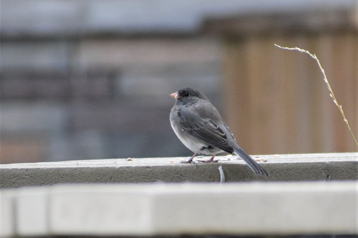 Dark-eyed Junco (Slate-colored) - Syd Cannings