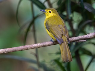  - Yellow-browed Bulbul