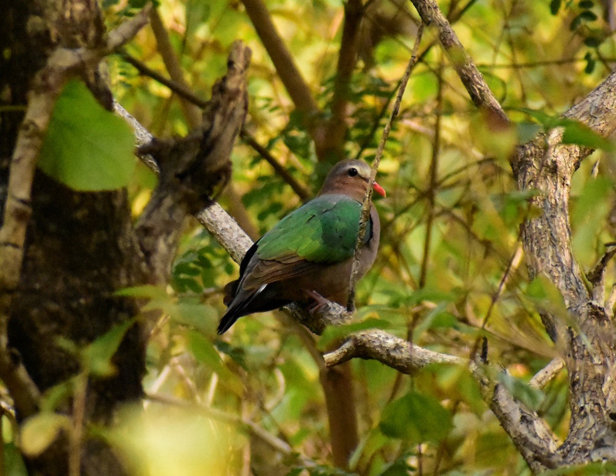 Asian Emerald Dove - Arun Nair