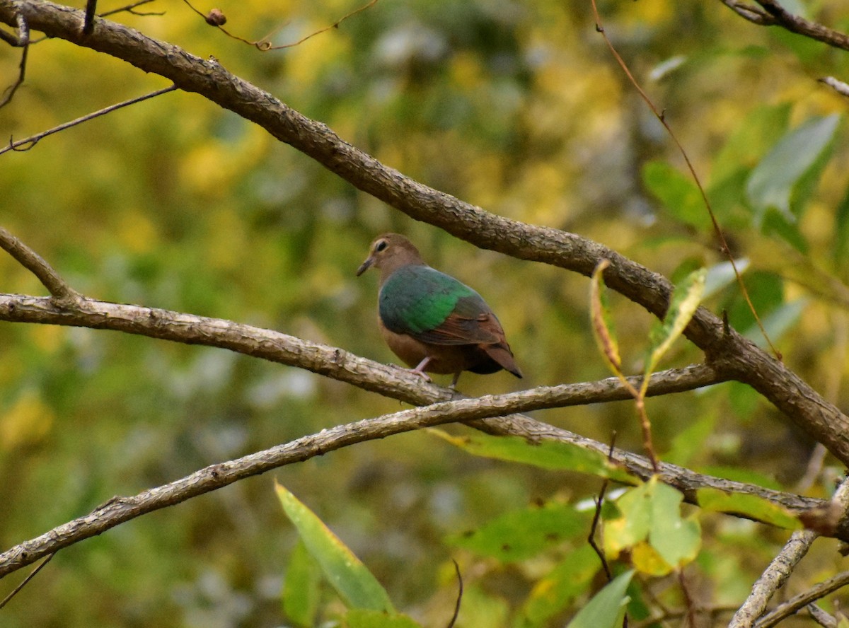 Asian Emerald Dove - Arun Nair