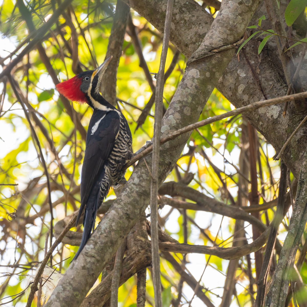 Lineated Woodpecker - Flavio Moraes