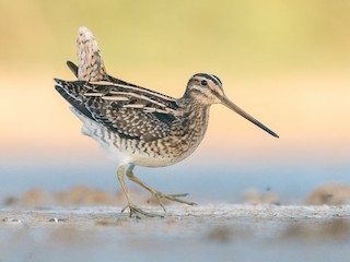  - Common Snipe