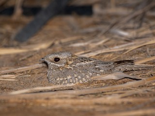  - Nubian Nightjar