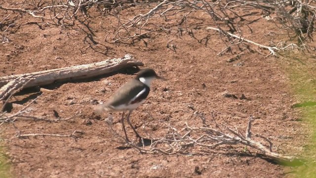 Red-kneed Dotterel - ML373457551