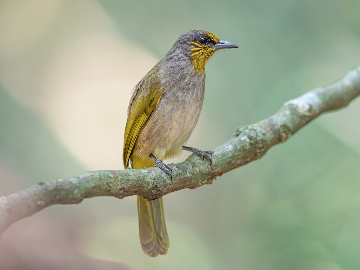 Stripe-throated Bulbul - Pycnonotus finlaysoni - Birds of the World