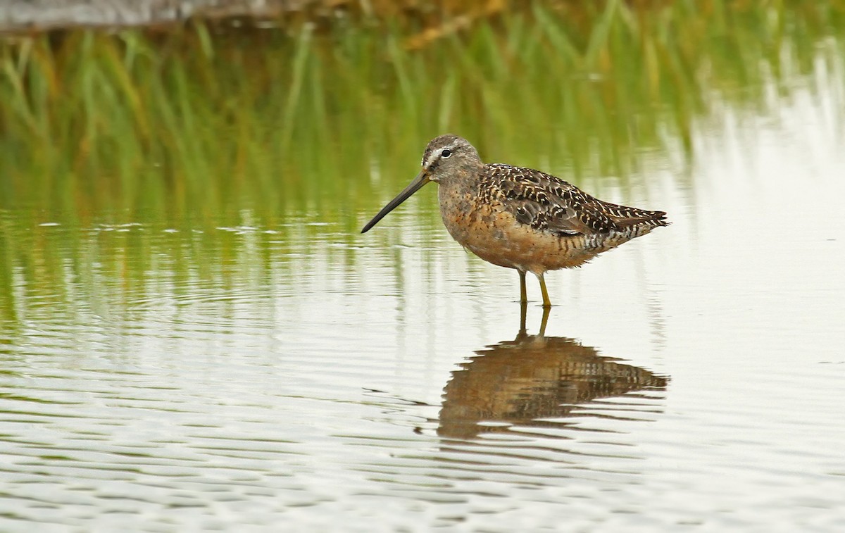 Long-billed Dowitcher - ML37345971