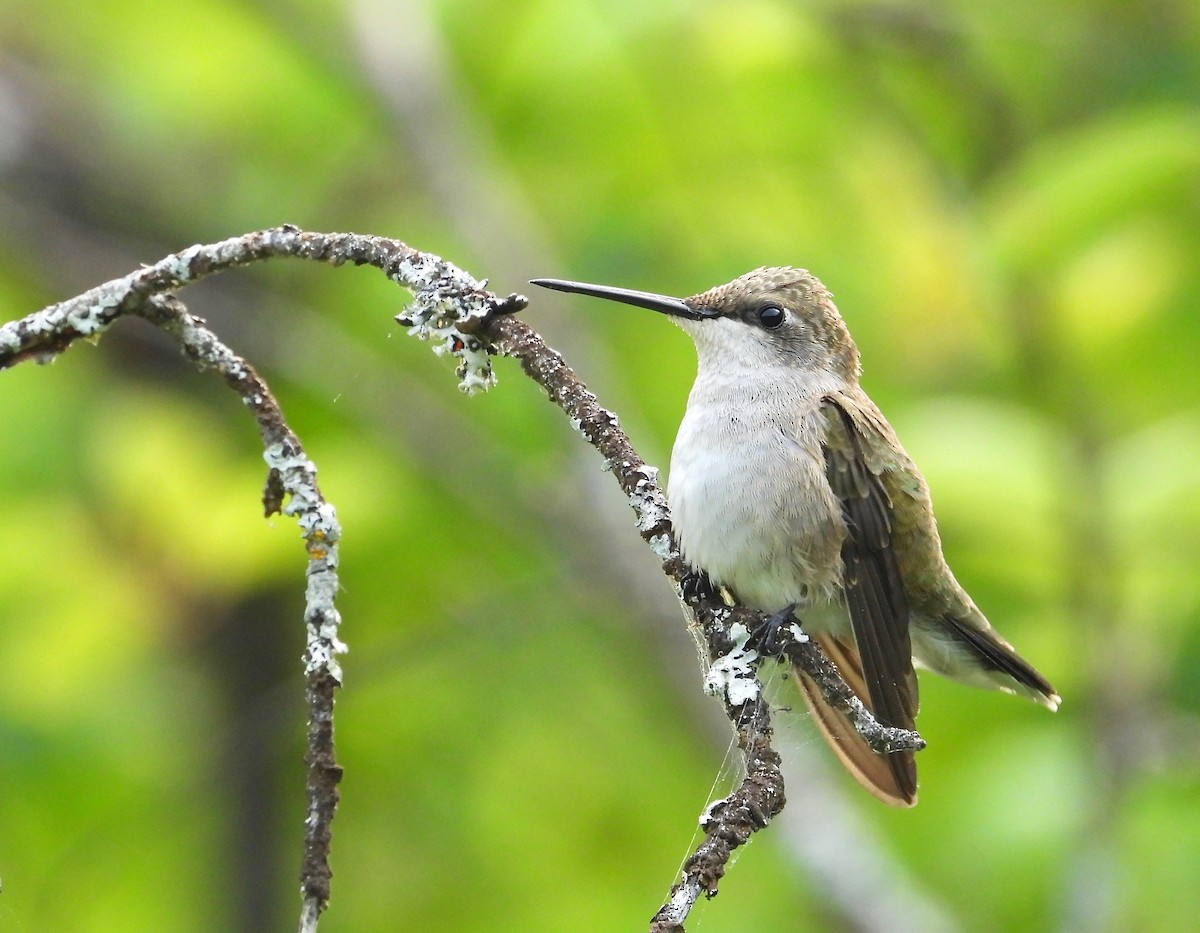 Black-chinned Hummingbird - Kalin Ocaña