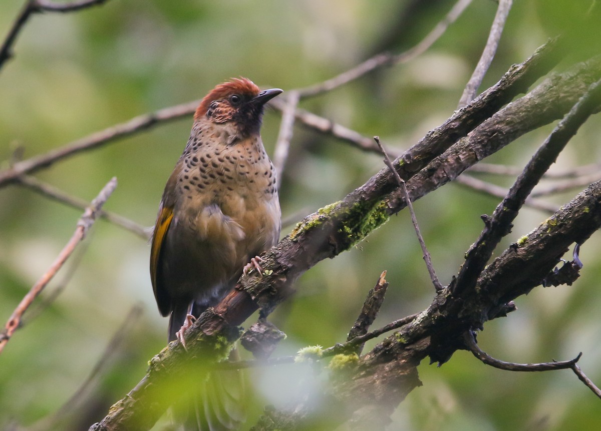 Chestnut-crowned Laughingthrush - ML373462411