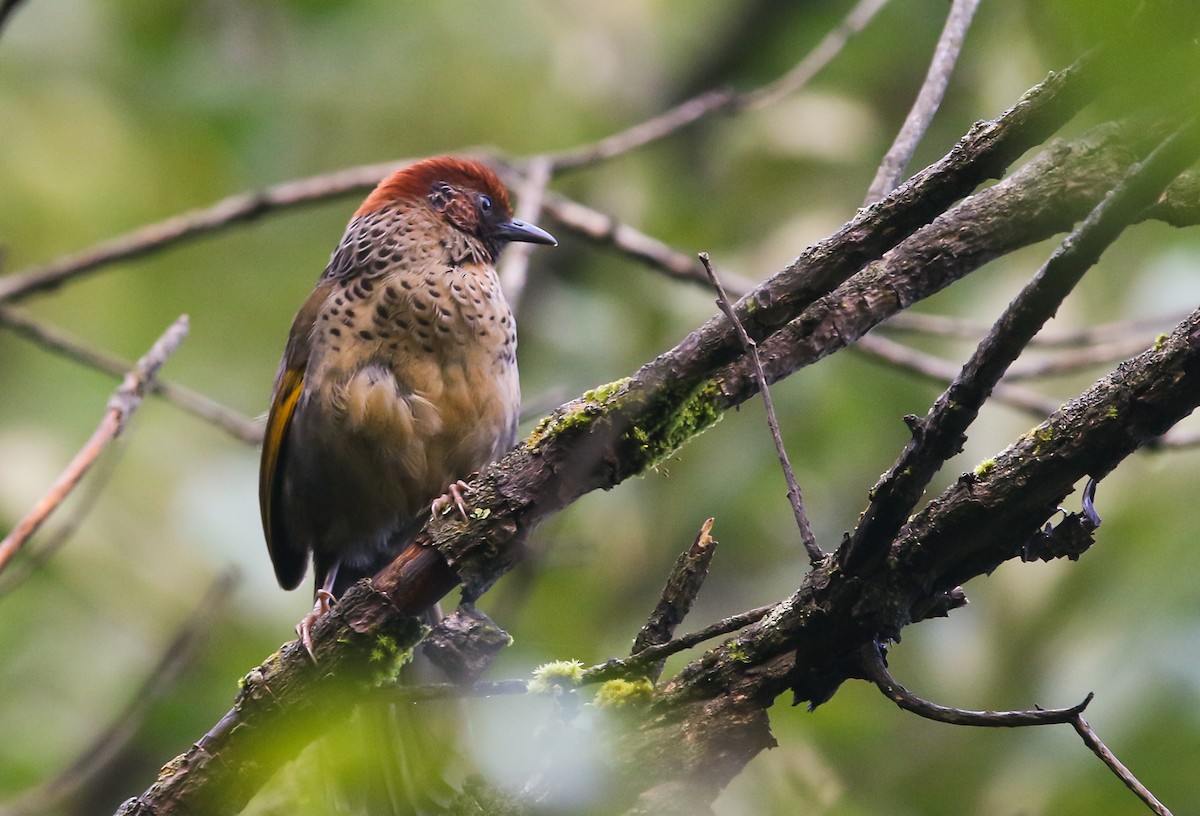 Chestnut-crowned Laughingthrush - ML373462421