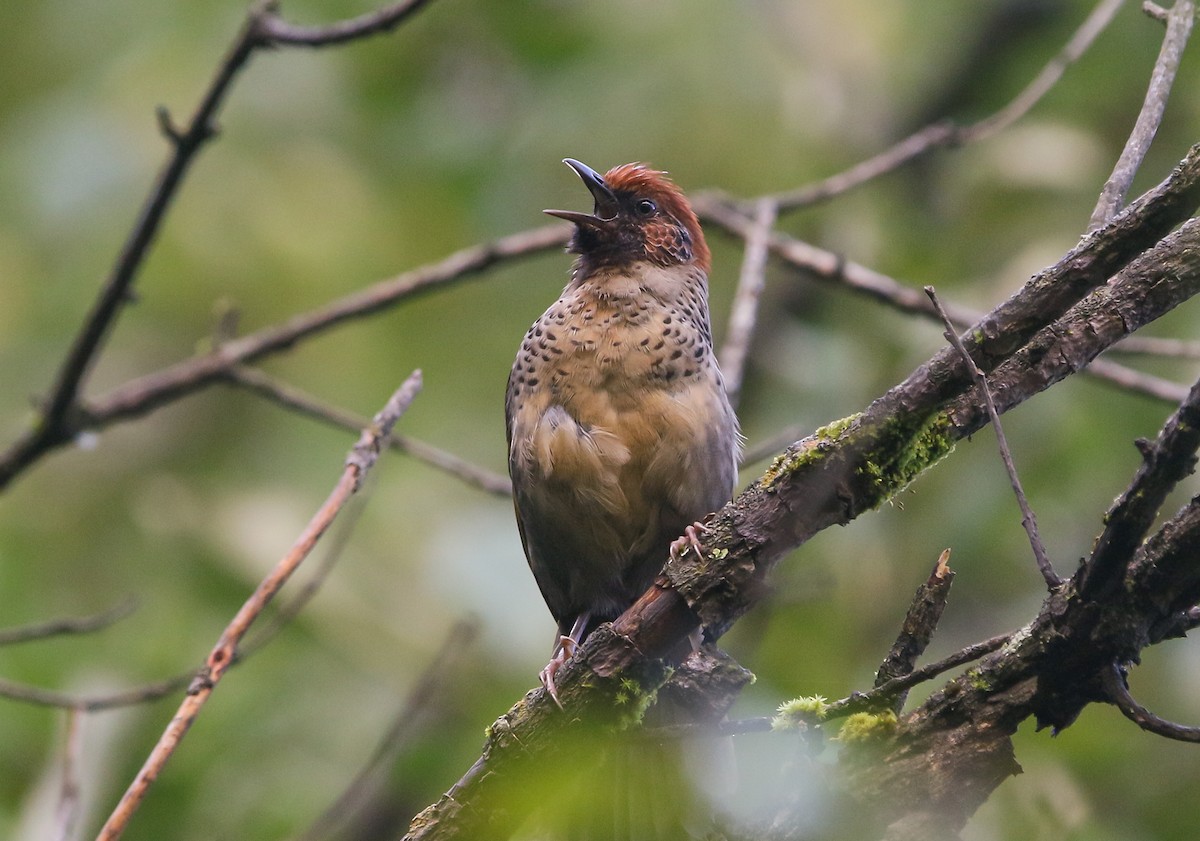 Chestnut-crowned Laughingthrush - ML373462431
