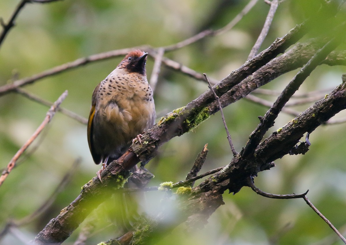 Chestnut-crowned Laughingthrush - ML373462441