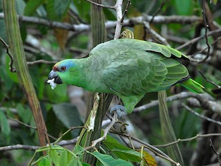  - Festive Parrot (Southern)