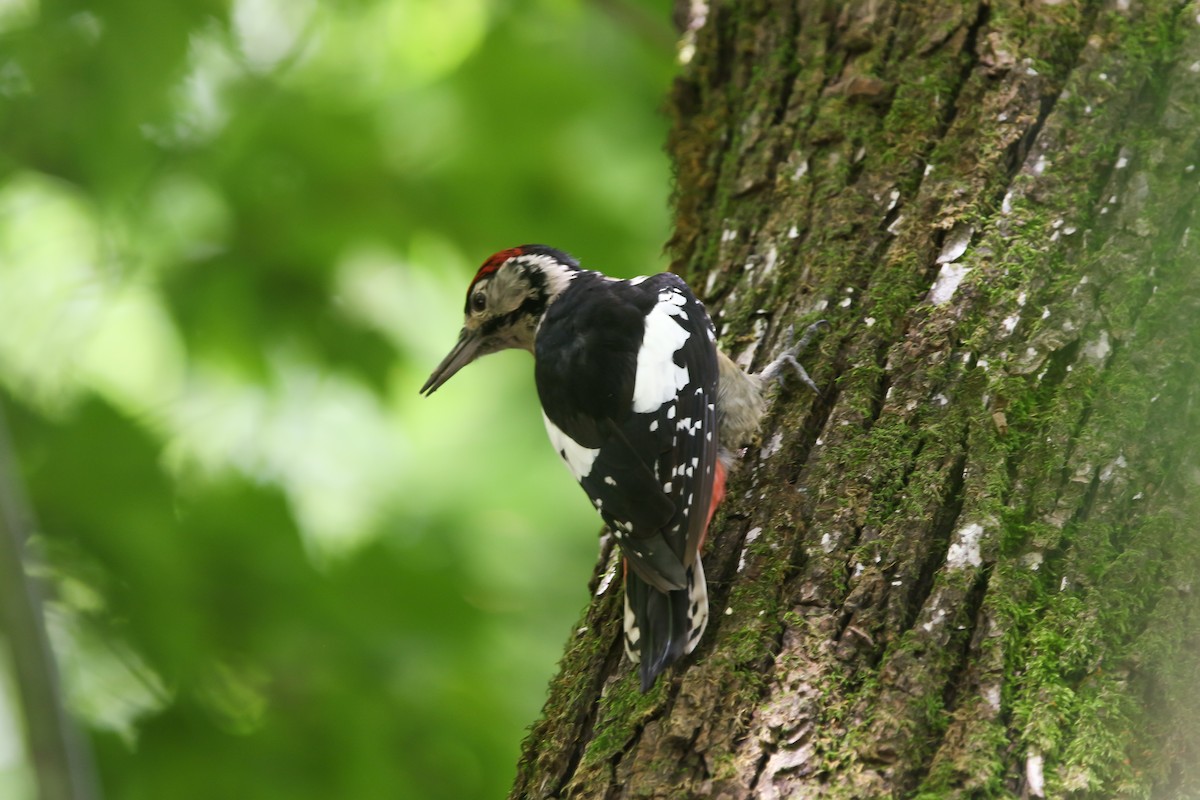 Himalayan Woodpecker - Sathyan Meppayur