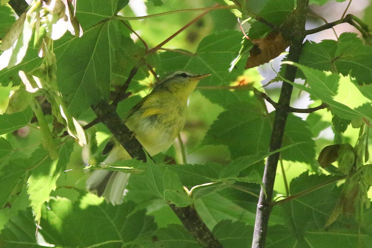 Tickell's Leaf Warbler (Tickell's) - Sathyan Meppayur